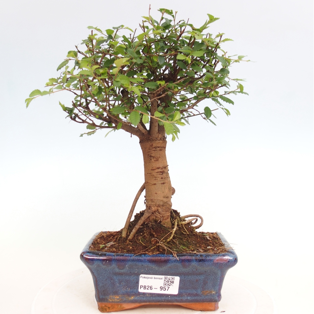 Room bonsai - Ulmus parvifolia - Small-leaved elm