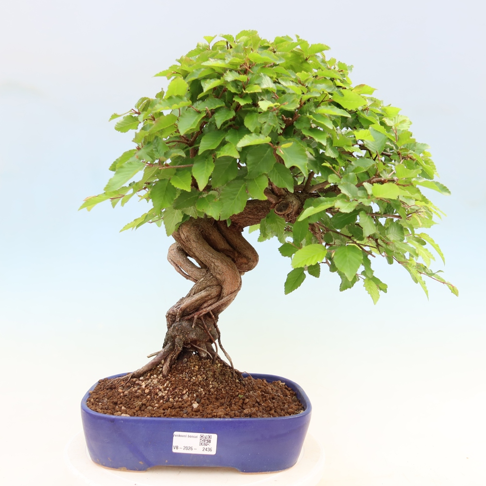 Outdoor bonsai -Carpinus coreana - Korean Hornbeam