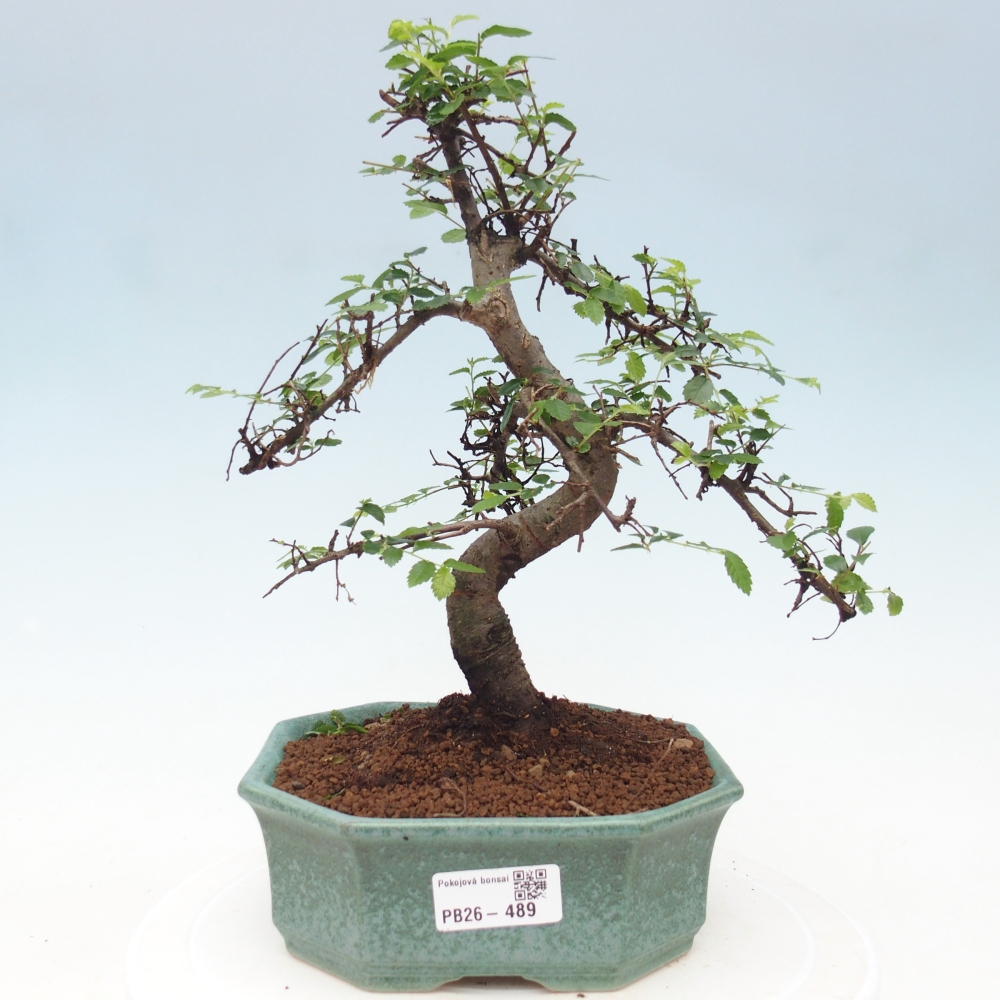 Room bonsai - Ulmus parvifolia - Small-leaved elm