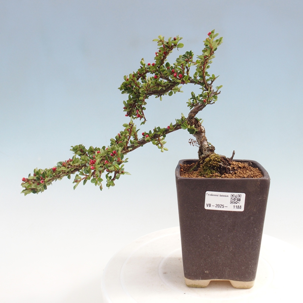 Outdoor bonsai - Cotoneaster horizontalis - Rock tree