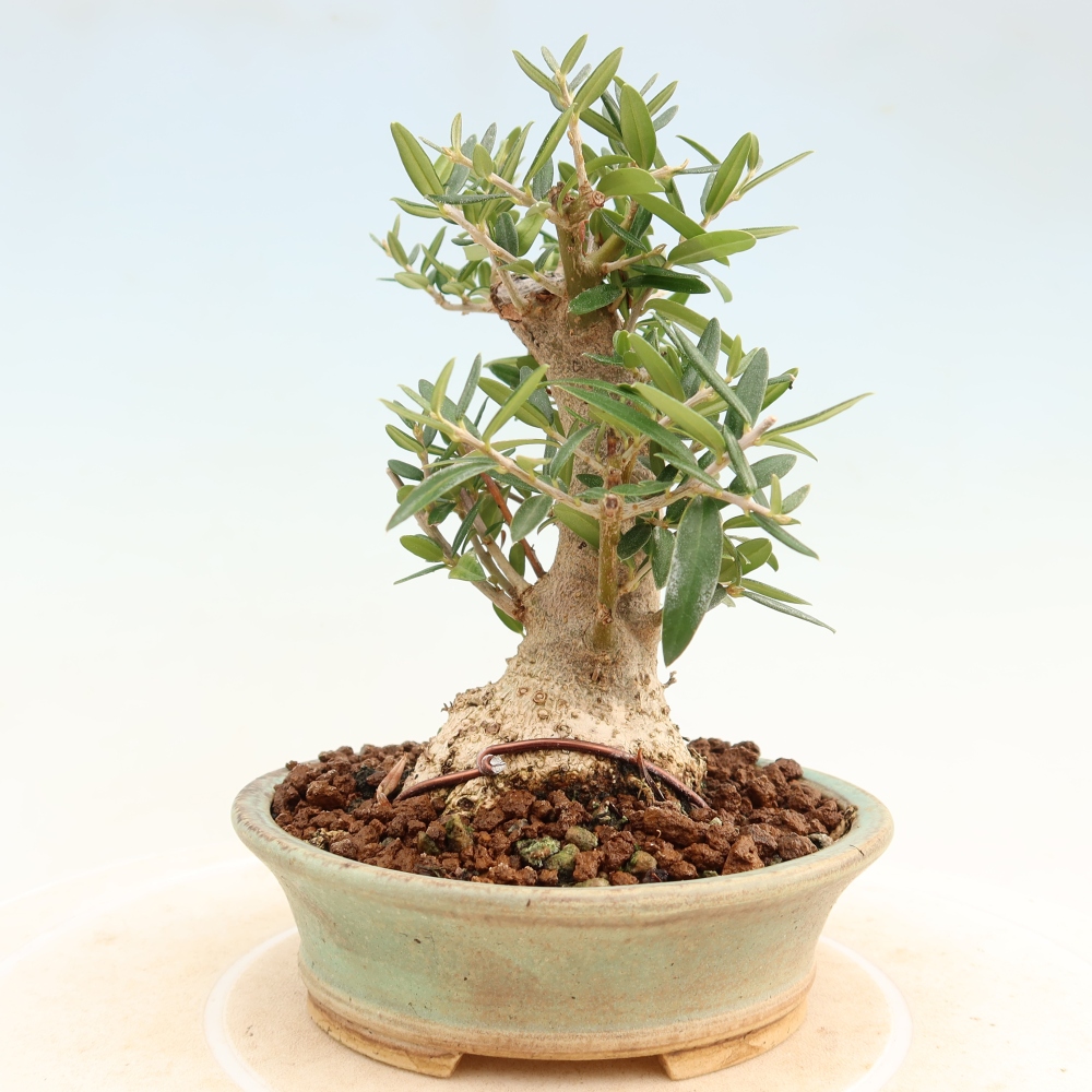 Indoor bonsai - Olea europaea sylvestris