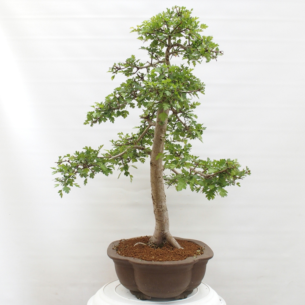 Outdoor bonsai - Hawthorn - Crataegus monogyna