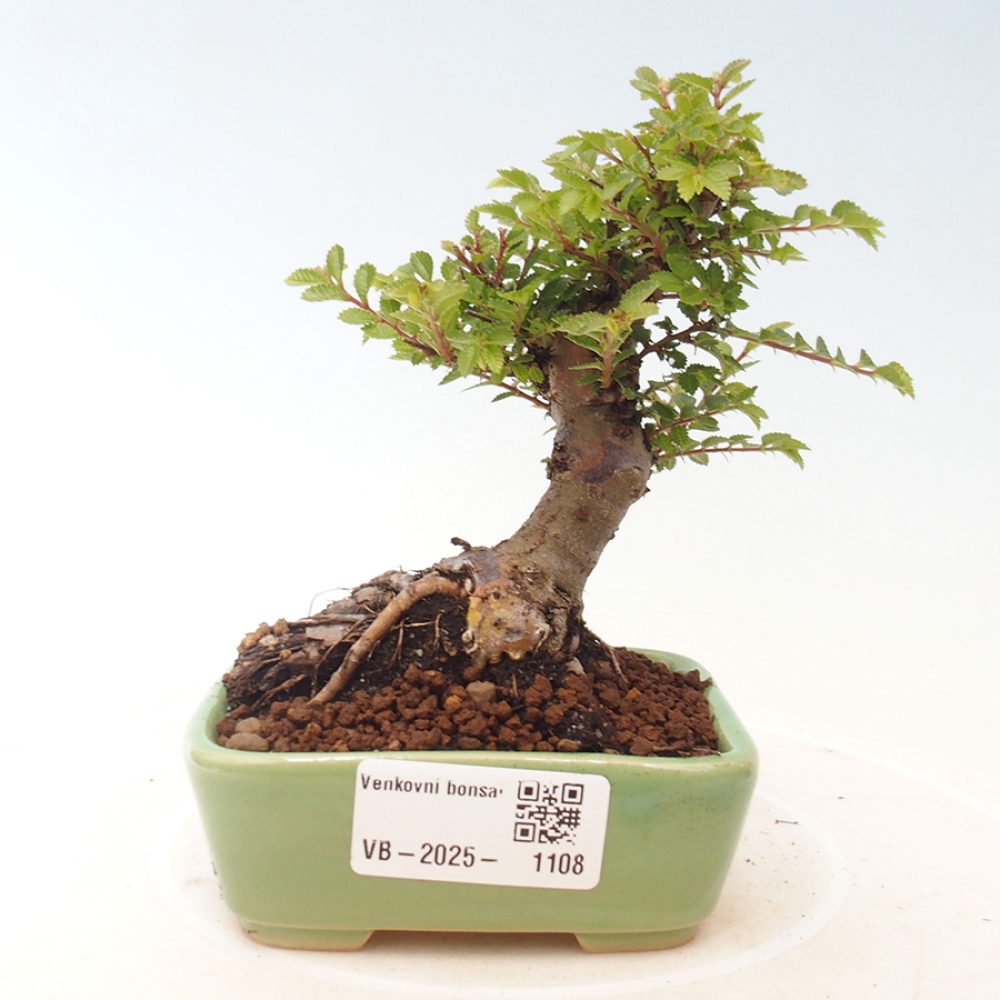 Outdoor bonsai - Ulmus parvifolia Sagei - Small-leaved elm