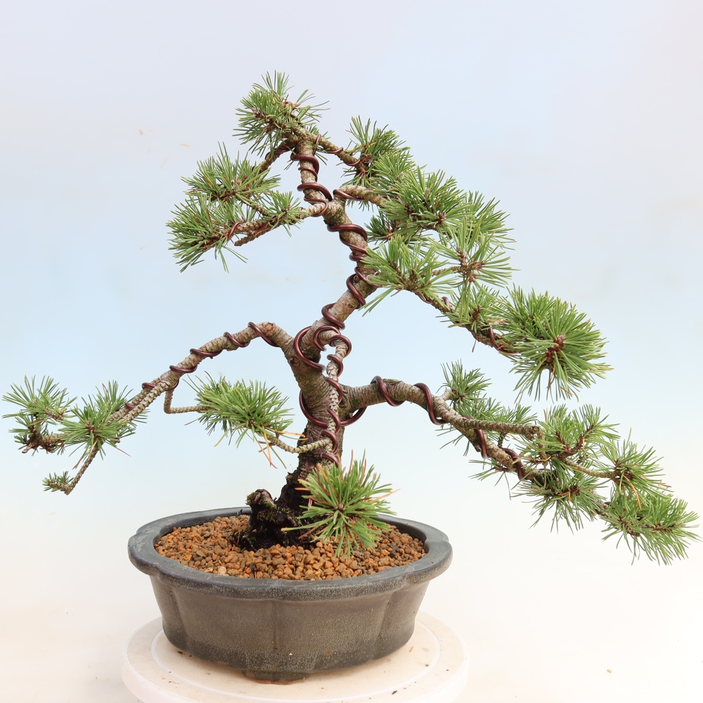 Outdoor Bonsai - Pinus mugo Humpy  - Mountain Pine
