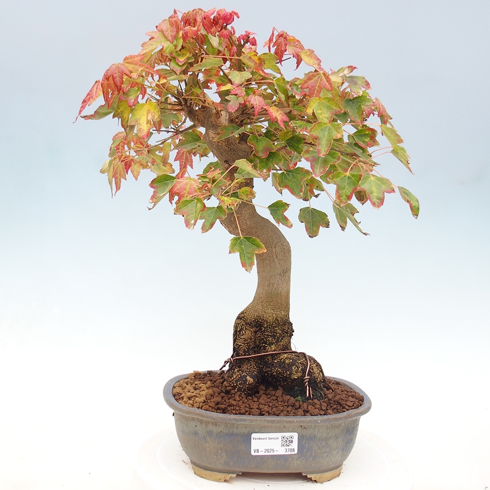 Outdoor bonsai - Maple Buergerianum - Burger Maple