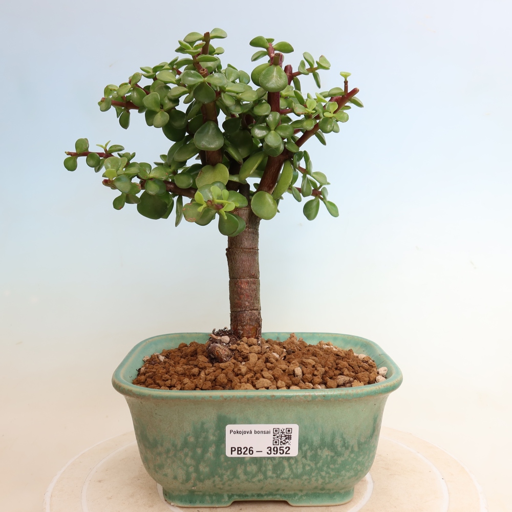 Room bonsai - Portulakaria Afra - Tlustice