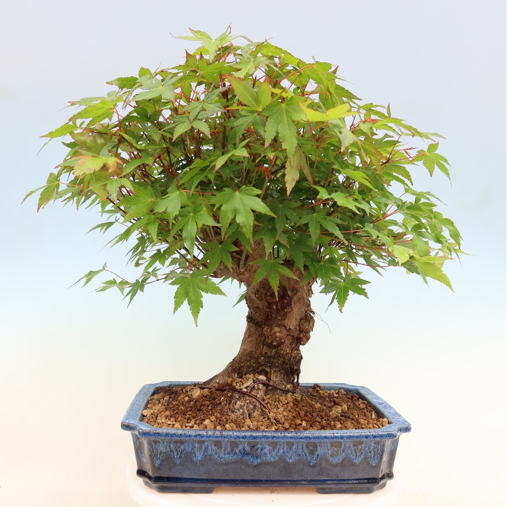 Outdoor bonsai - Maple Burger - Acer Burgerianum