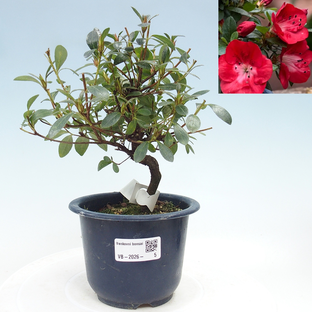Outdoor bonsai - Japanese Azalea - Azalea Benibeni