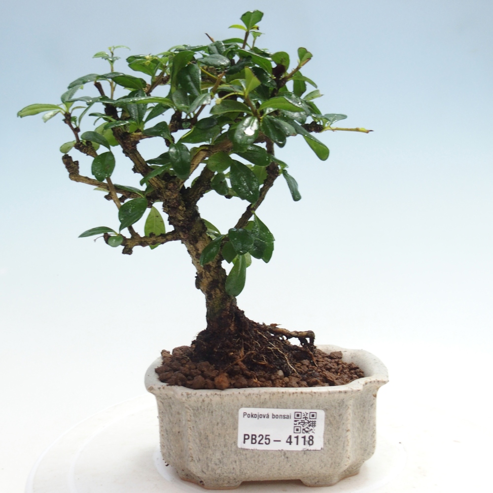 Room bonsai - Carmona macrophylla - Tea fuki