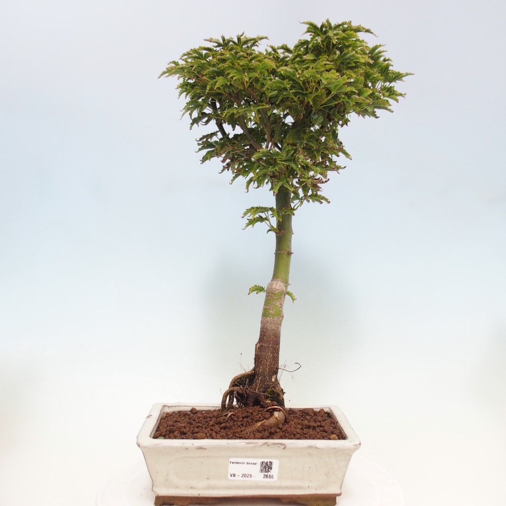 Outdoor bonsai - Acer palmatum Shishigashira maple