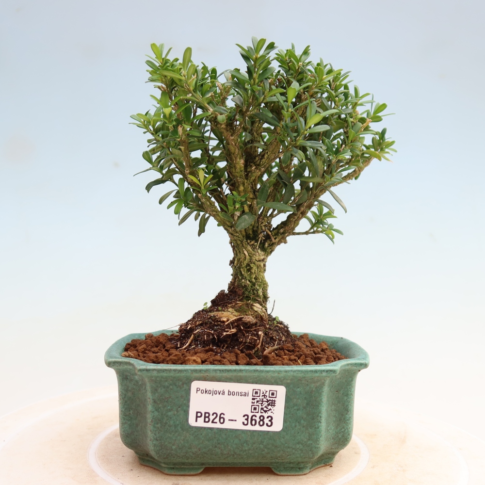 Room bonsai - Buxus harlandii - cork buxus