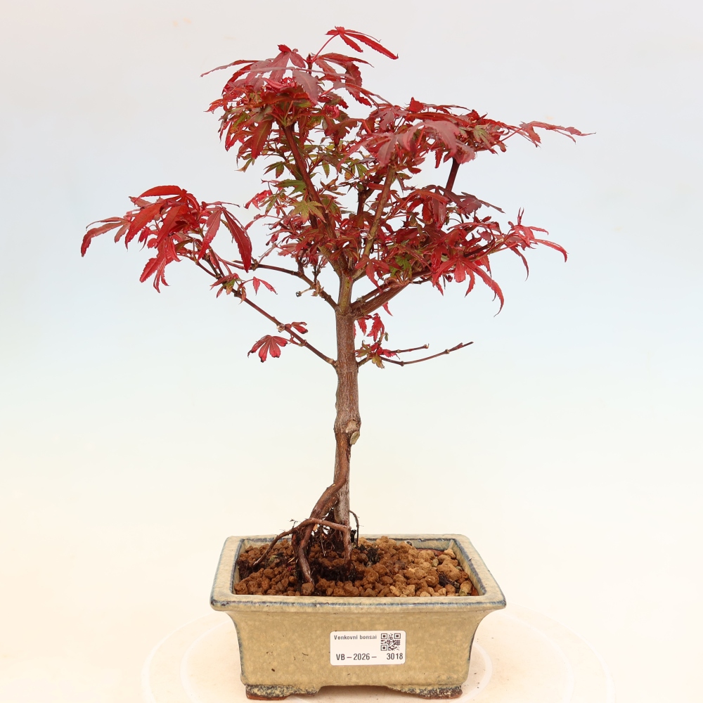 Outdoor Bonsai - Japanese Maple - Acer palmatum 'Berry Broom' 