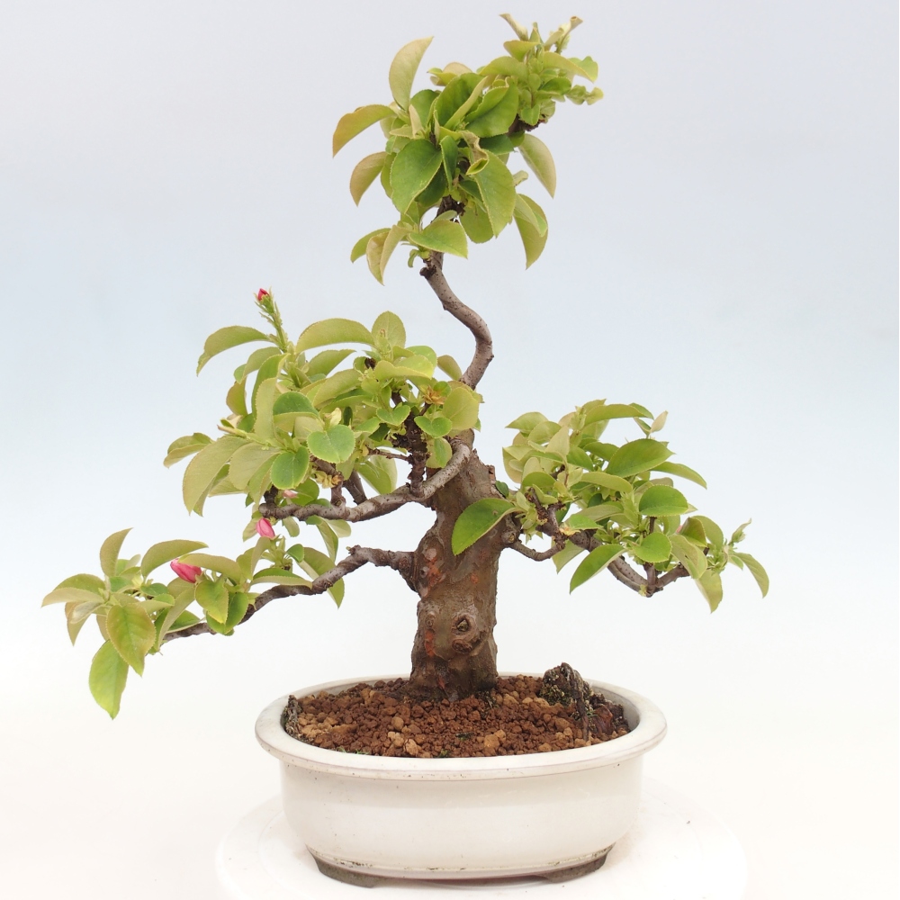 Outdoor bonsai - Pseudocydonia sinensis - Chinese quince