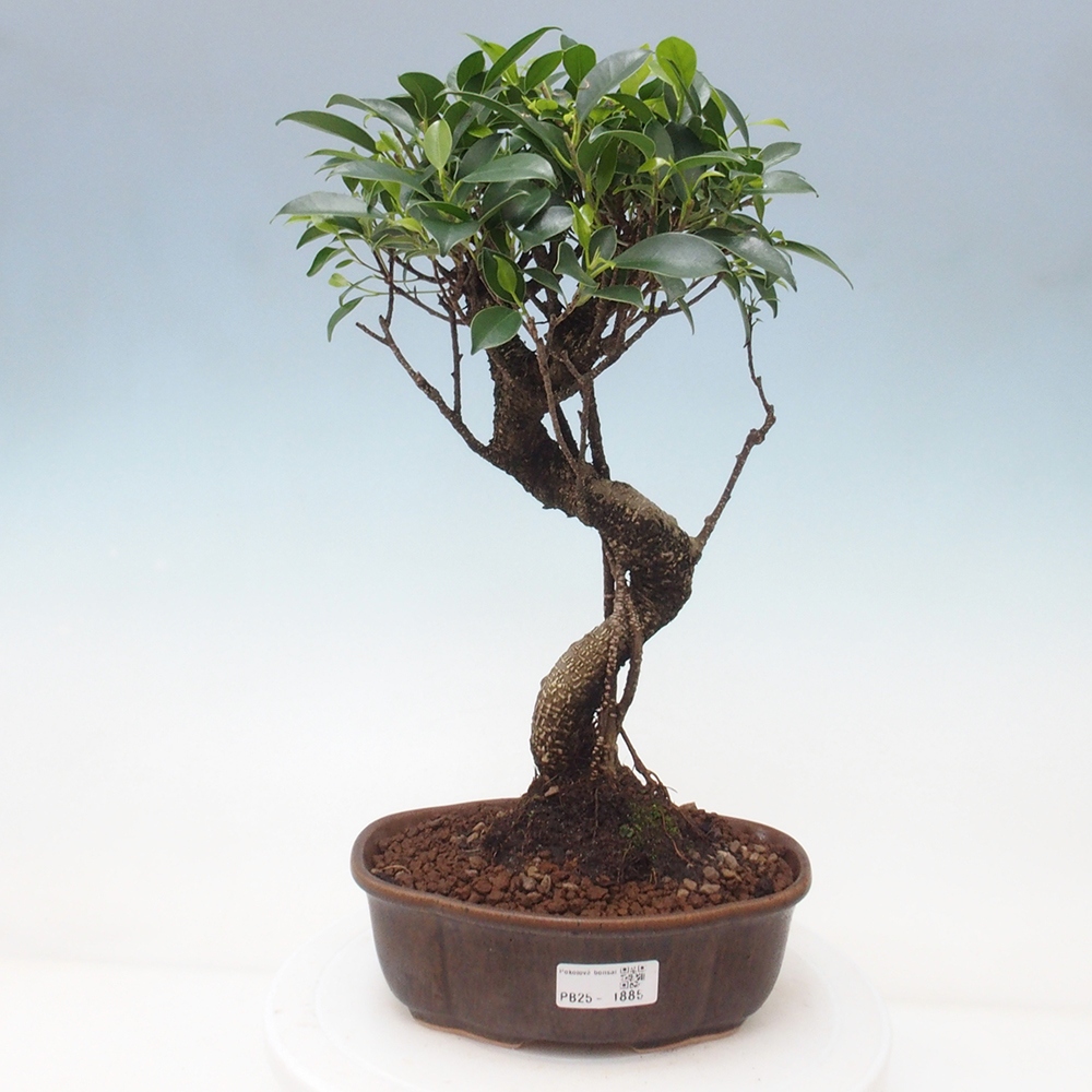 Indoor bonsai - Ficus retusa - small ficus
