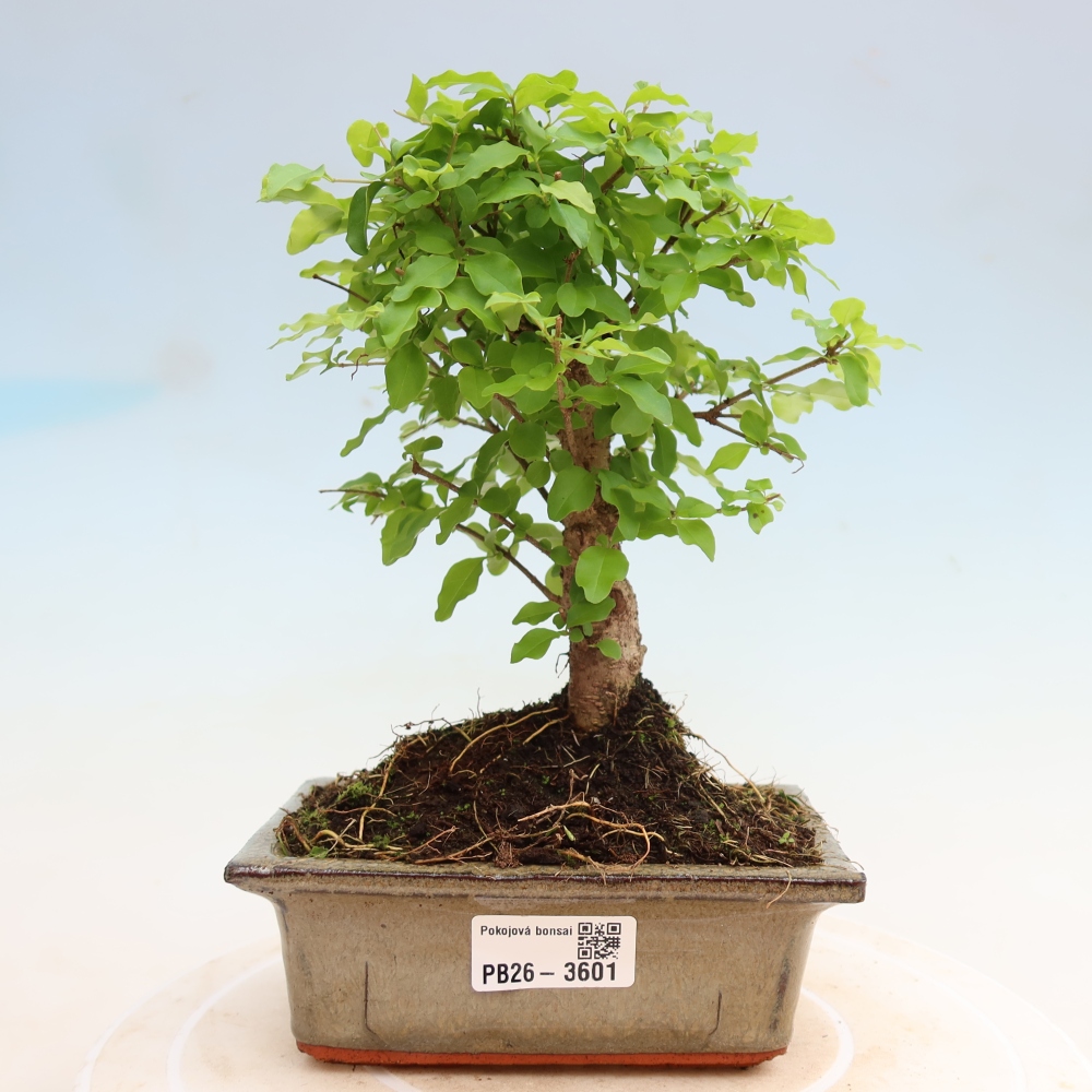 Room bonsai -Ligustrum chinensis - Birds Beak