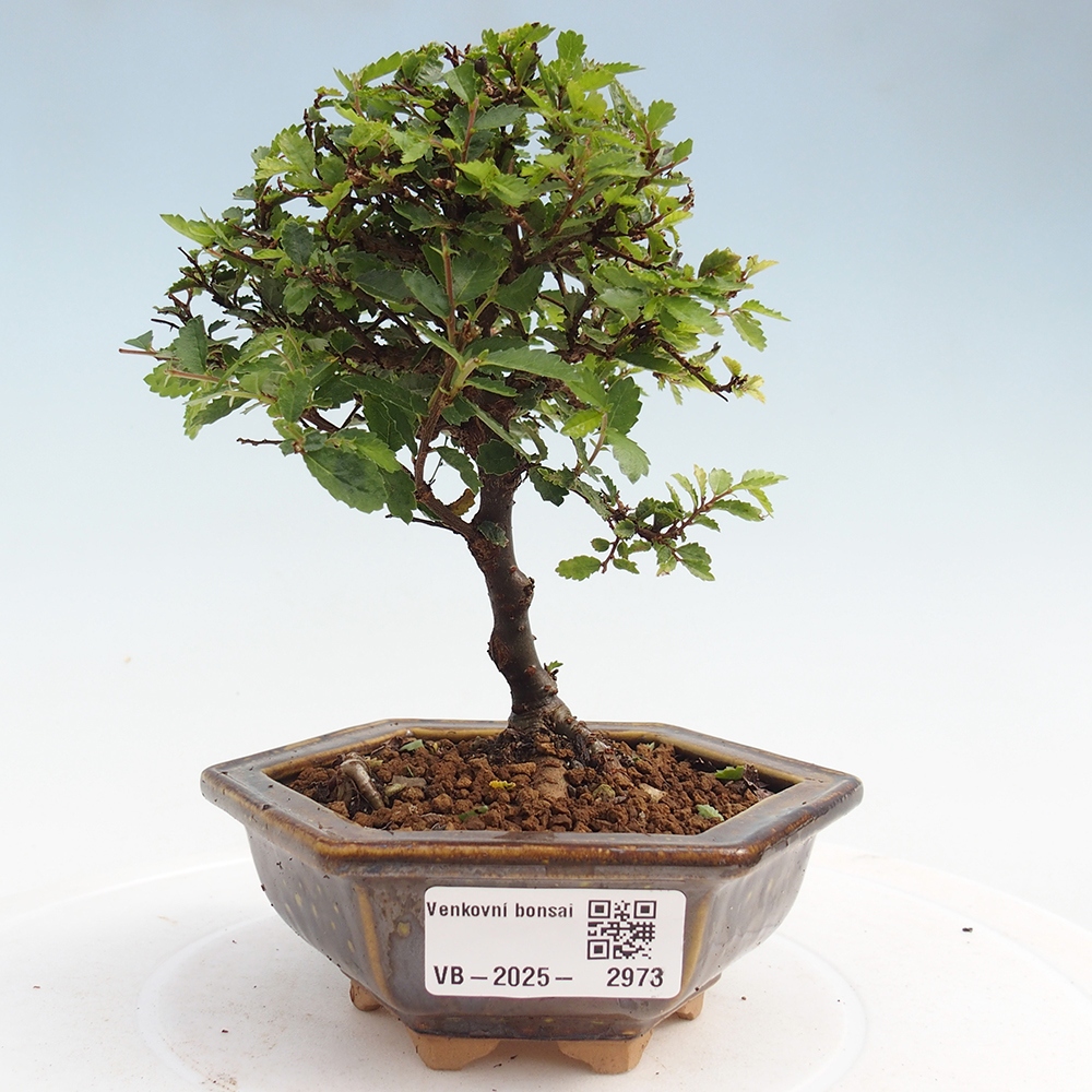 Outdoor bonsai - Ulmus parvifolia Sagei - Small-leaved elm