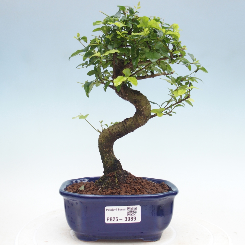 Room bonsai -Ligustrum chinensis - Birds Beak