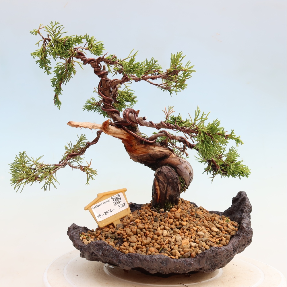 Outdoor Bonsai - Juniperus chinensis Itoigawa - Chinese Juniper