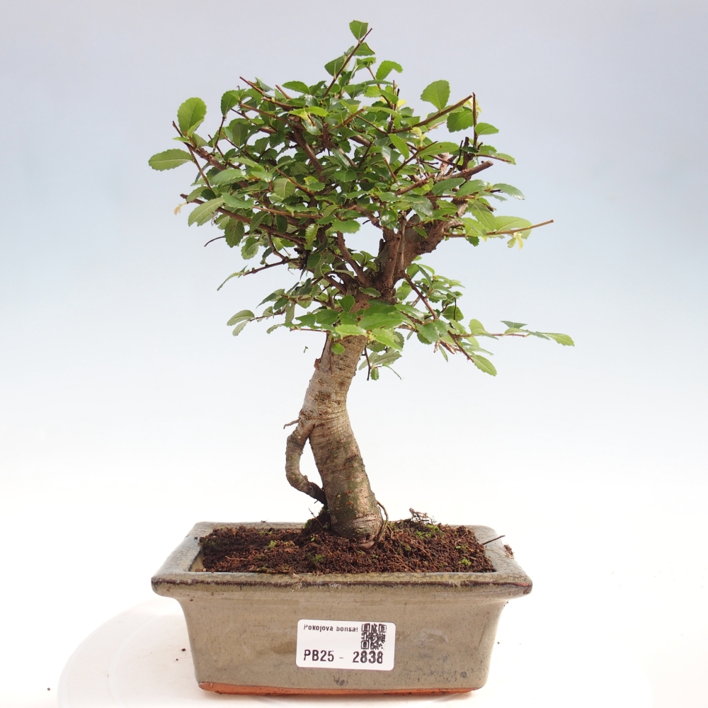 Indoor bonsai - Ulmus parvifolia - Small-leaved elm