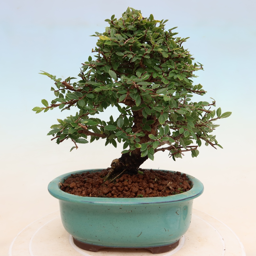 Outdoor bonsai - Zelkova - Zelkova NIRE
