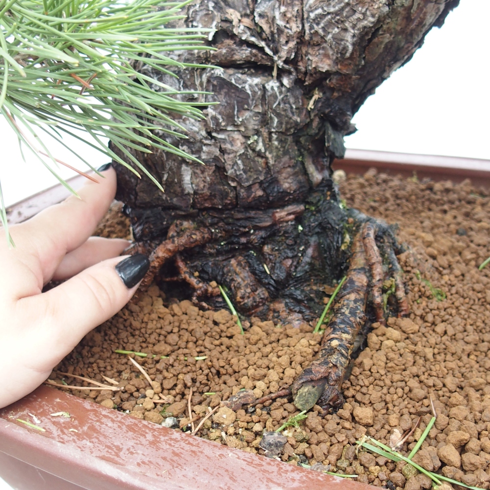 Outdoor bonsai - Pinus thunbergii - Thunberg pine