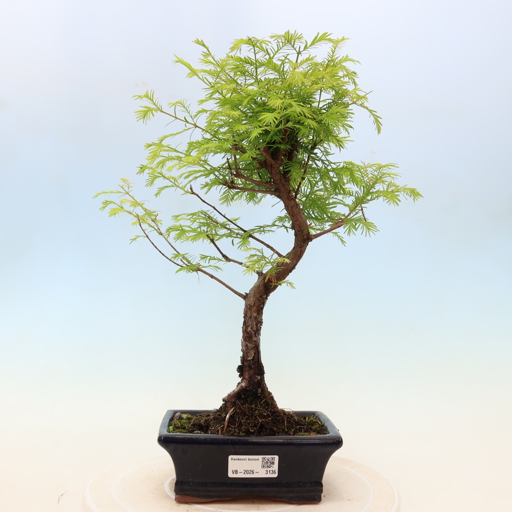 Outdoor bonsai - Metasequoia glyptostroboides - Chinese Metasequoia