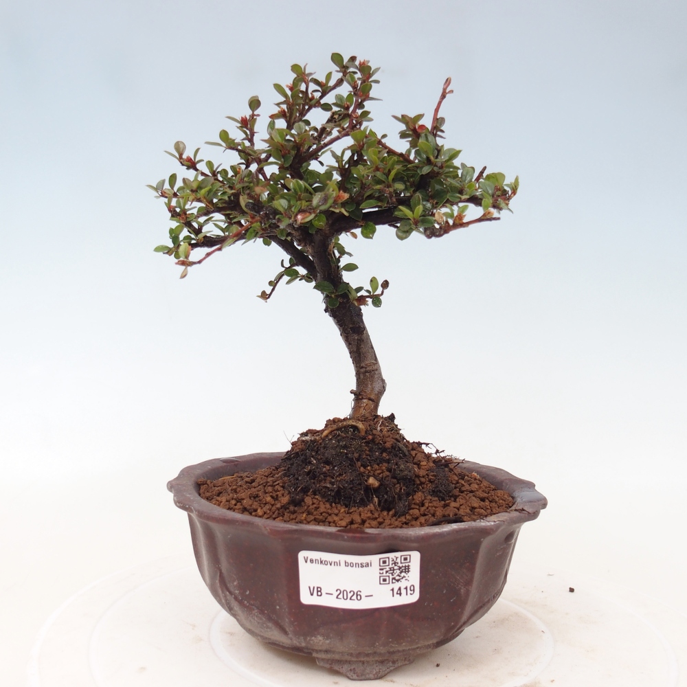 Outdoor bonsai - Cotoneaster horizontalis - Rocky Mountain