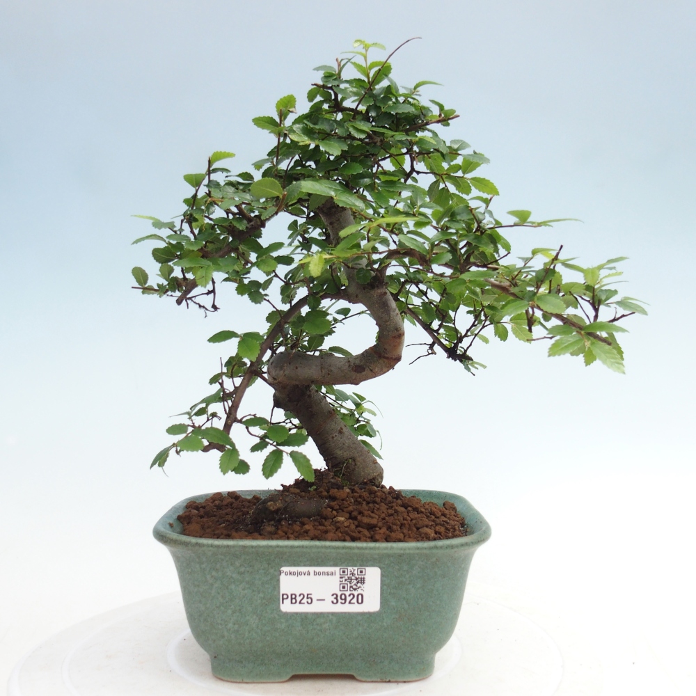 Room bonsai - Ulmus parvifolia - Small-leaved elm
