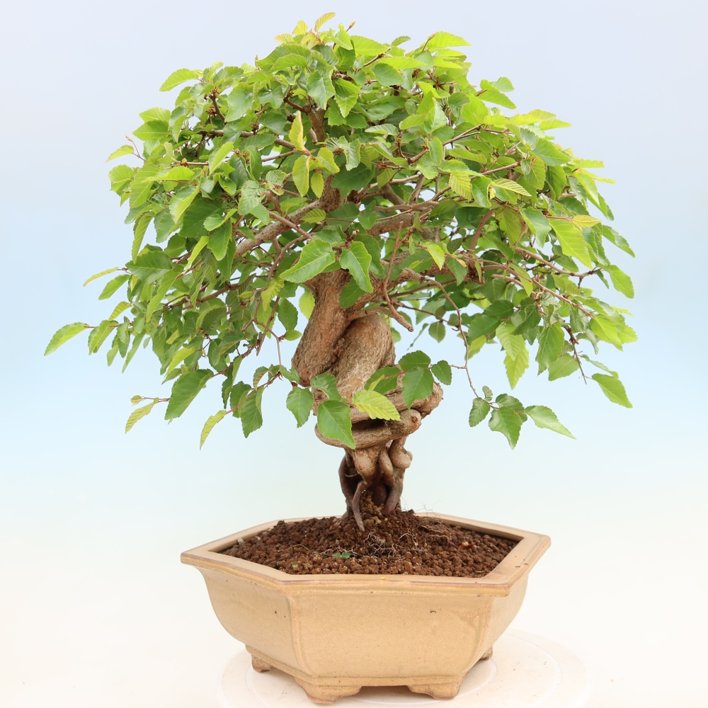 Outdoor bonsai -Carpinus coreana - Korean Hornbeam