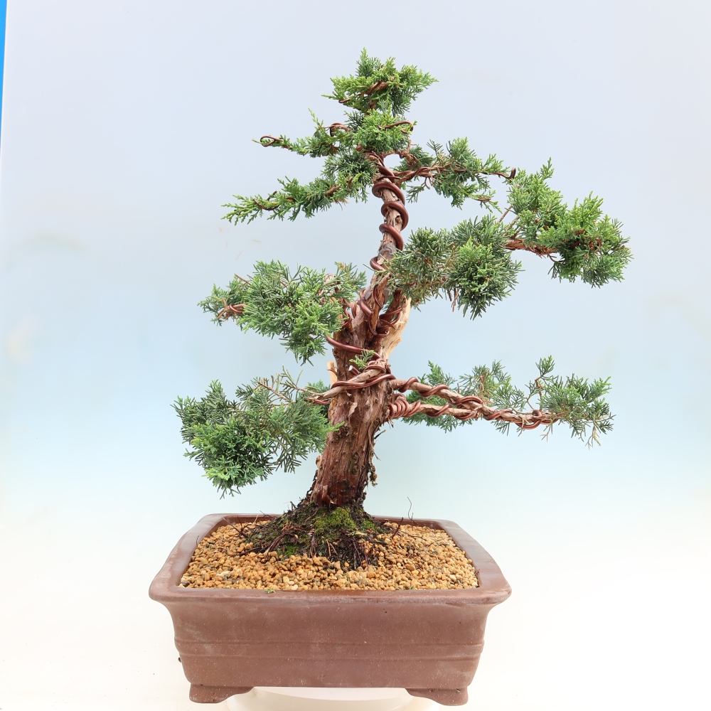 Outdoor bonsai - Juniperus chinensis Kishu
