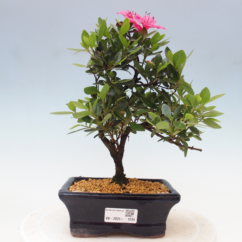 Outdoor bonsai - Japanese azalea - Azalea sp.
