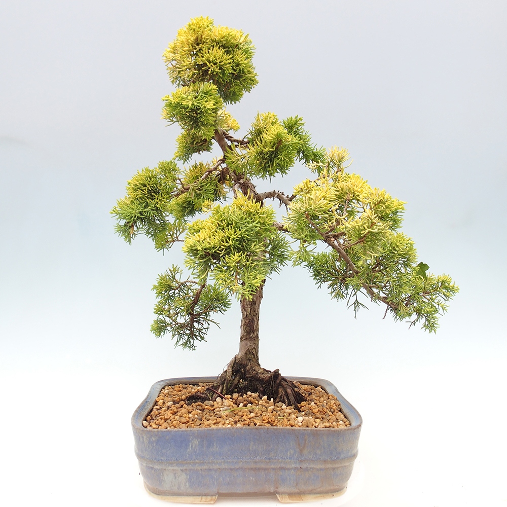 Outdoor bonsai - Juniperus chinensis plumosa aurea - Chinese golden juniper