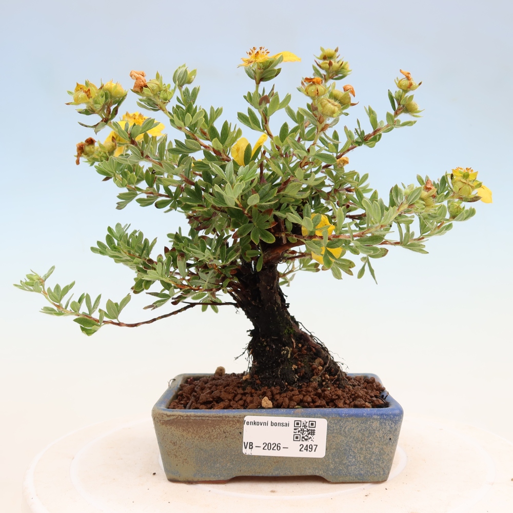 Outdoor bonsai - Potentila fruticosa