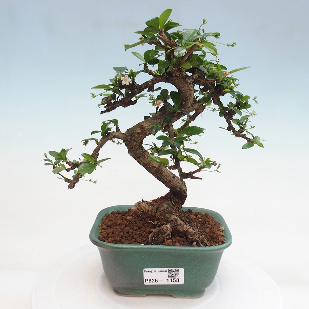Room bonsai - Carmona macrophylla - Tea fuki