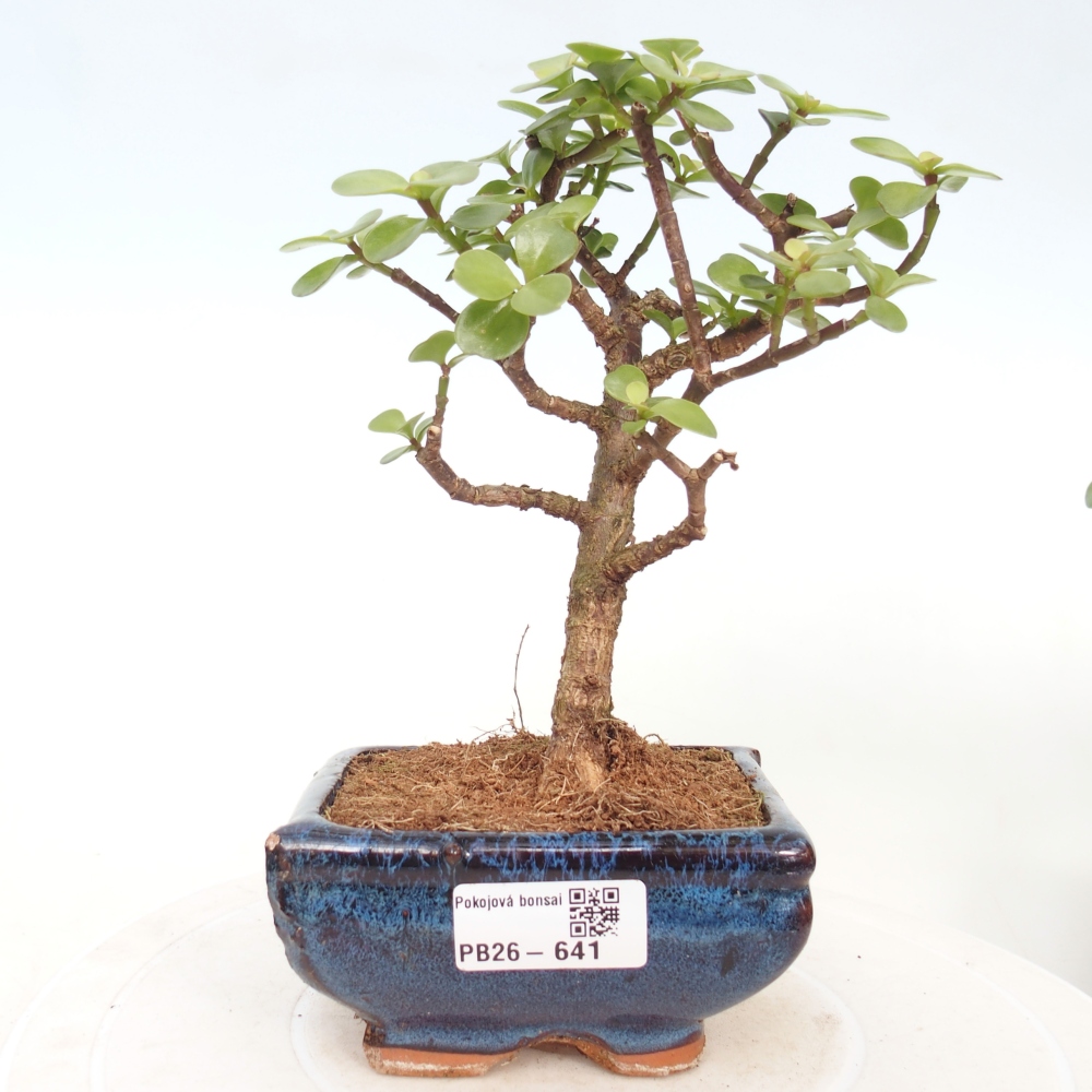 Room bonsai - Portulakaria Afra - Tlustice