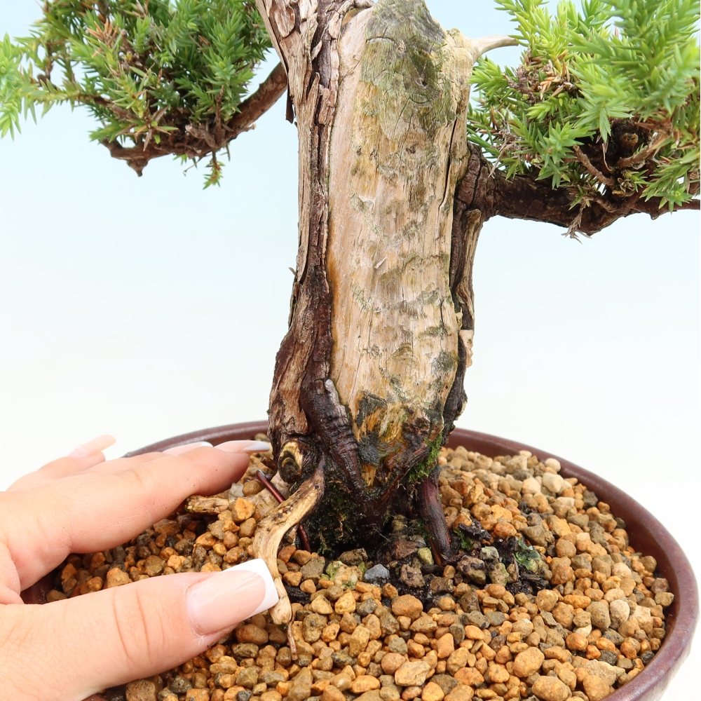 Outdoor Bonsai - Juniperus squamata – Scaly Juniper
