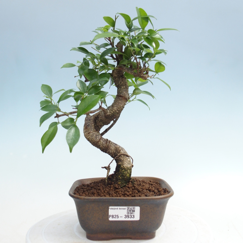 Room bonsai - Ficus retusa - small-leaved ficus