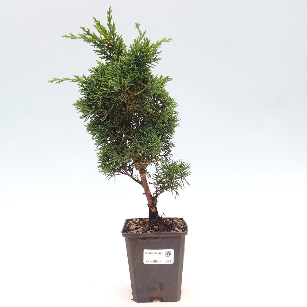 Outdoor bonsai - Juniperus chinensis Kishu - Chinese juniper