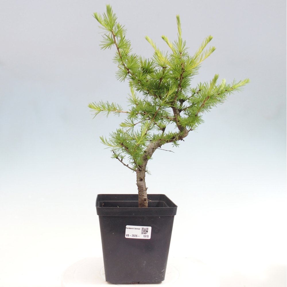 Outdoor bonsai -Larix decidua - Larch