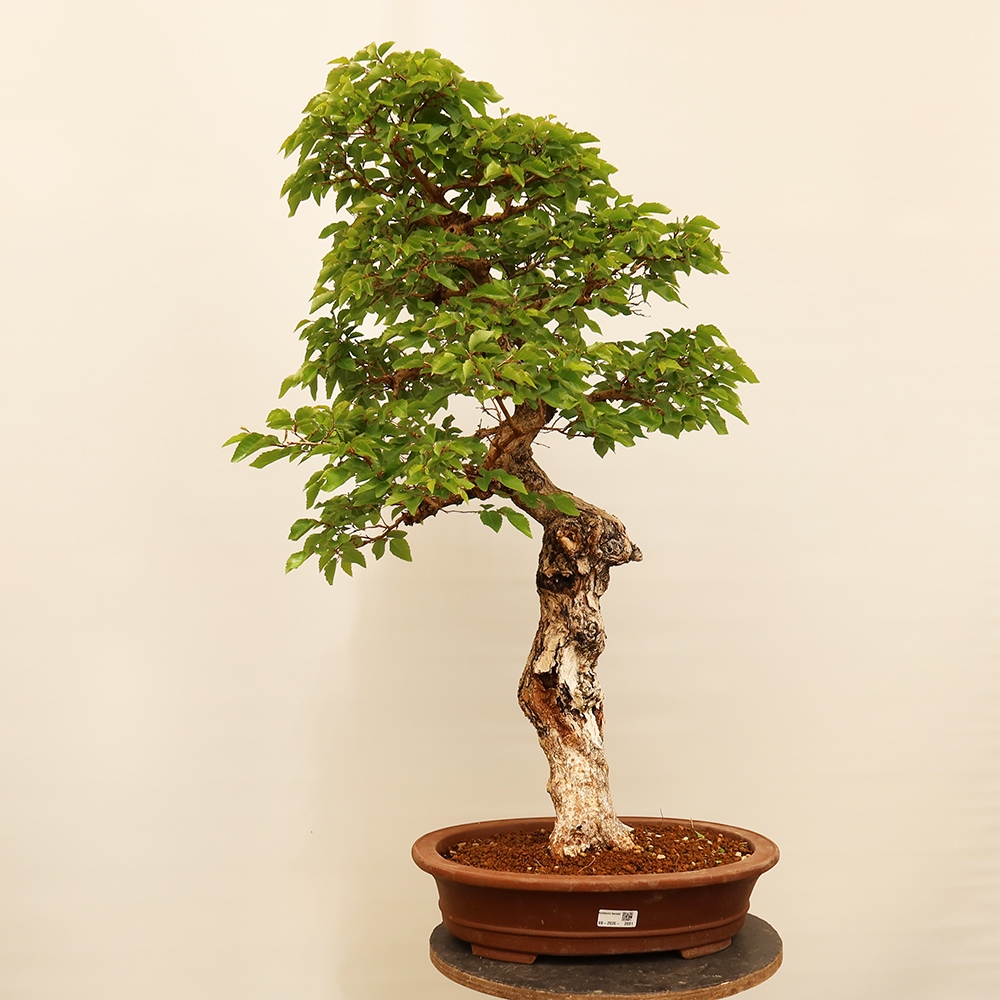 Outdoor bonsai - Carpinus Coreana - Korean hornbeam