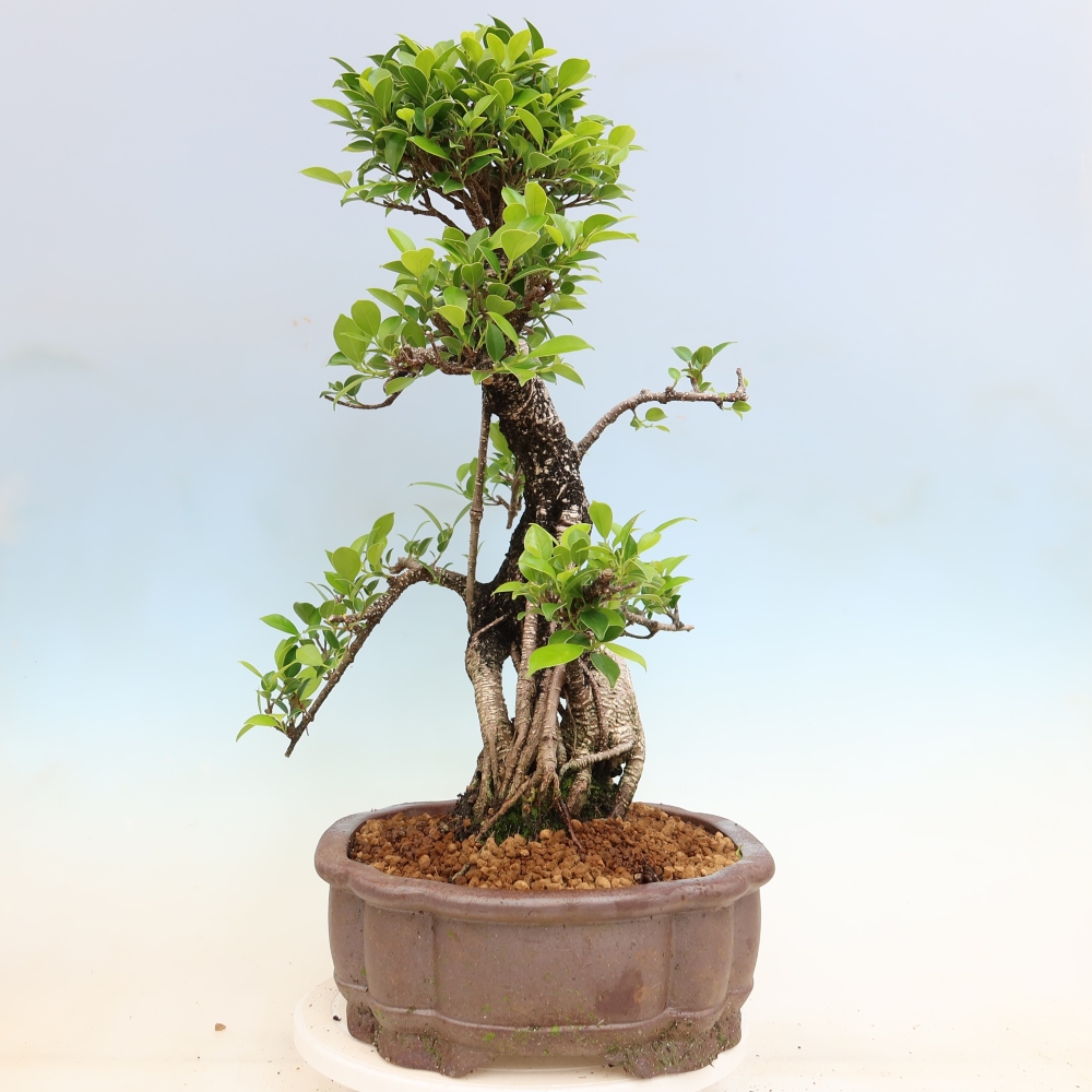 Room bonsai - Ficus kimmen - small-leaved ficus