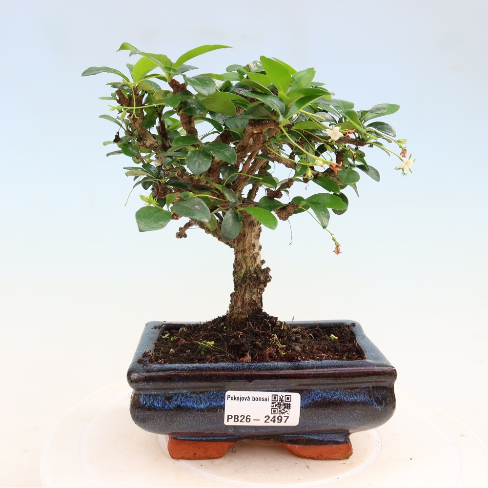 Room bonsai - Carmona macrophylla - Tea fuki