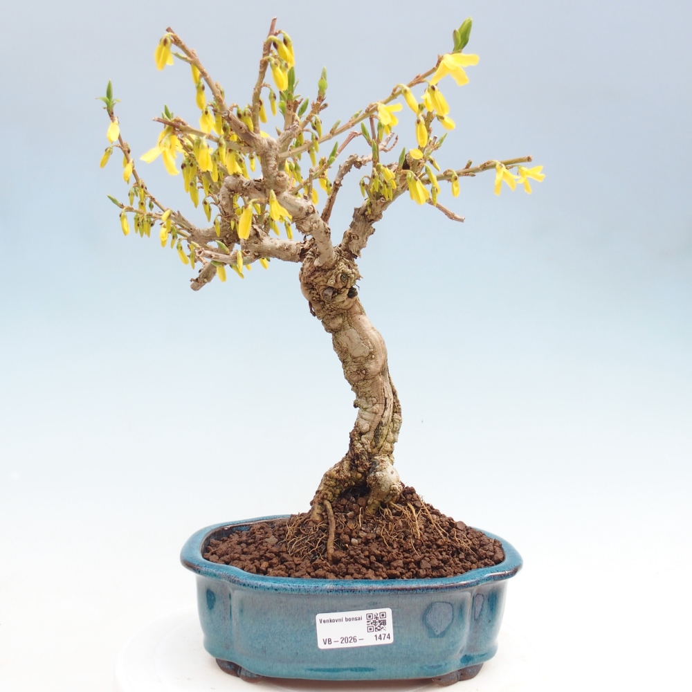 Outdoor bonsai - Zlatice - Forsythia koreana