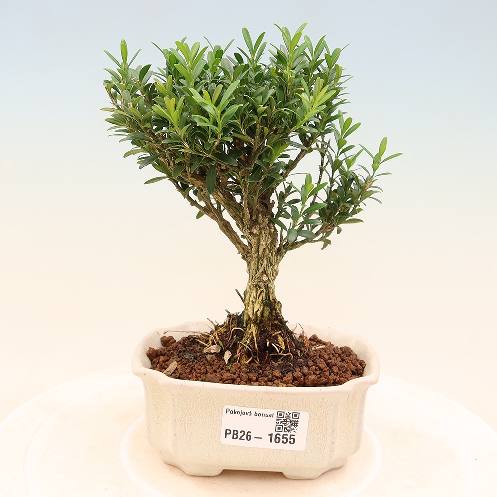 Room bonsai - Buxus harlandii - cork buxus