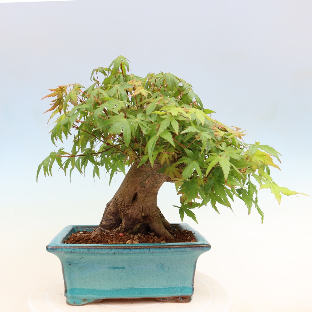 Outdoor bonsai - Maple Burger - Acer Burgerianum