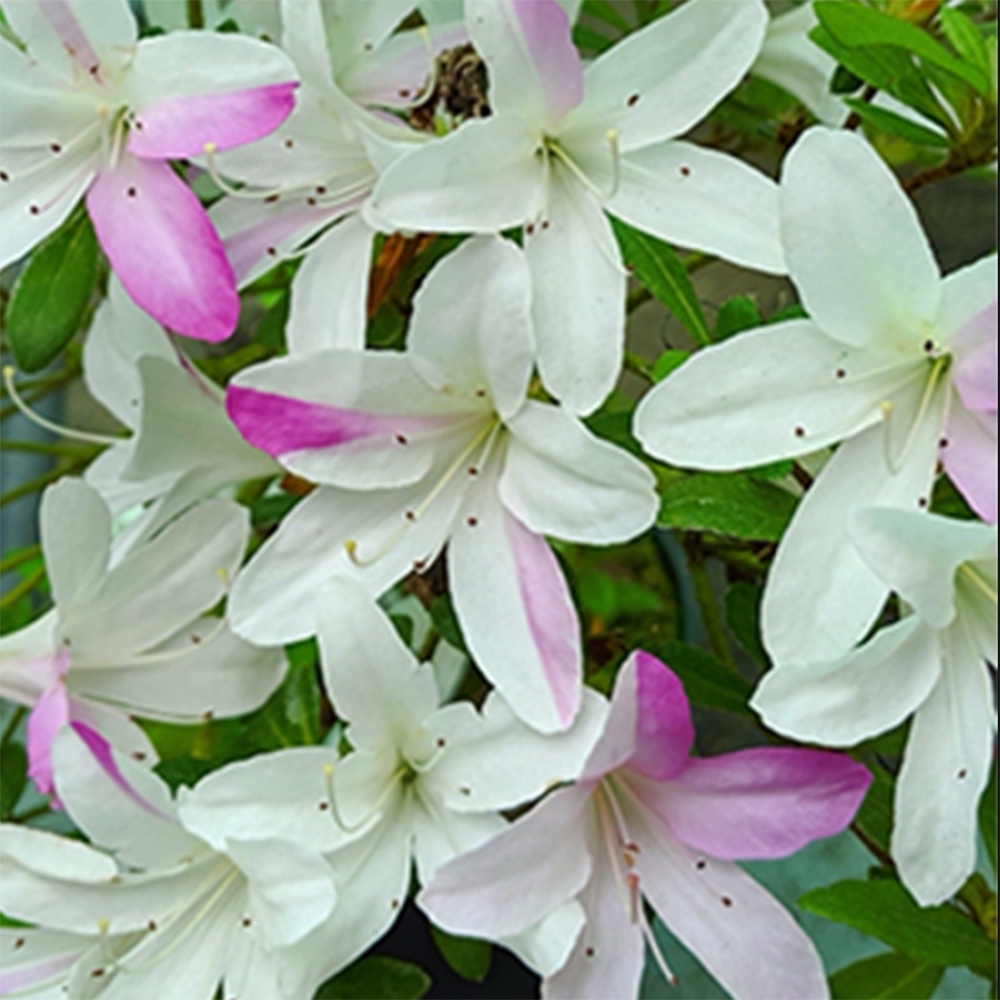 Outdoor bonsai - Japanese Azalea - Azalea Yukigesho