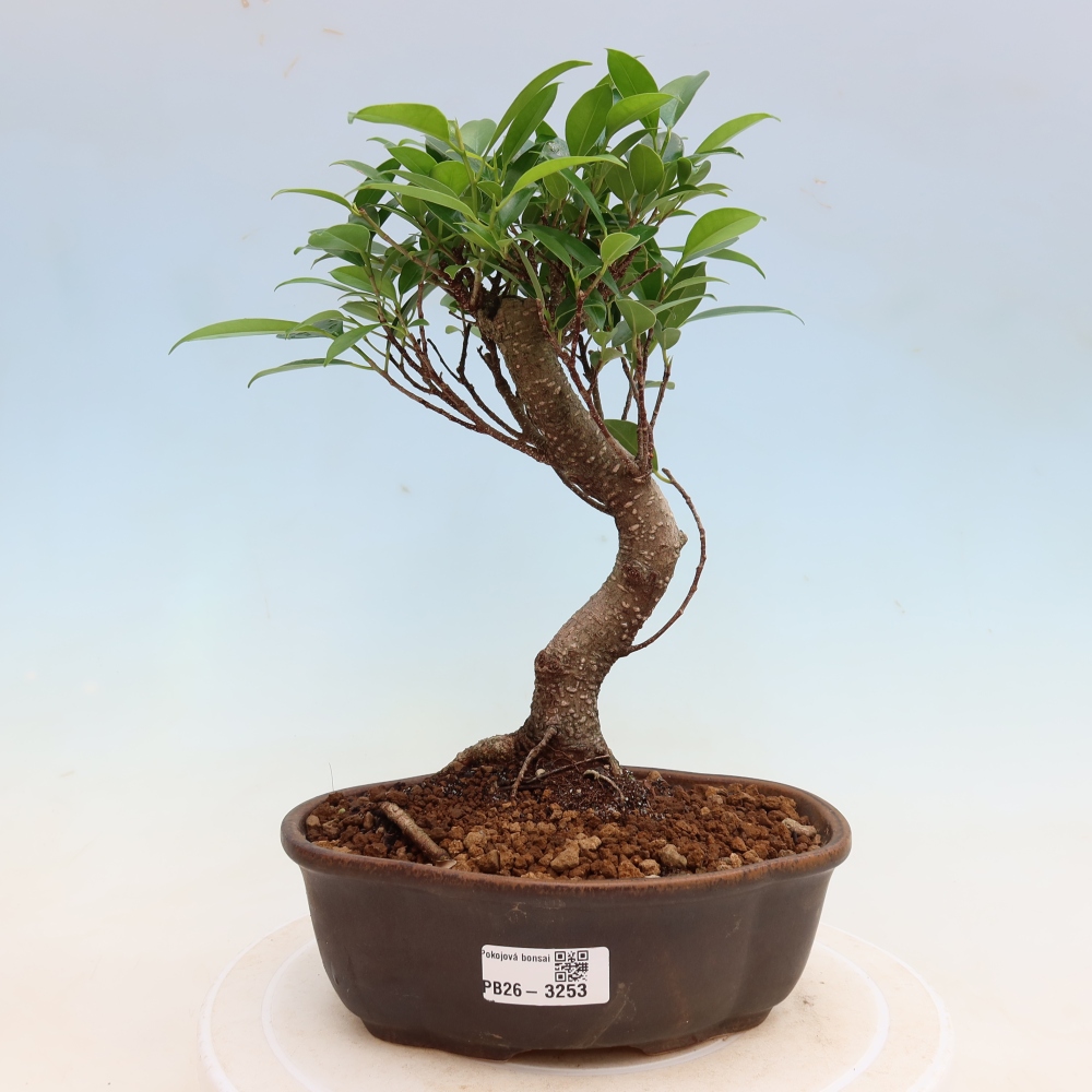 Room bonsai - Ficus kimmen - small-leaved ficus