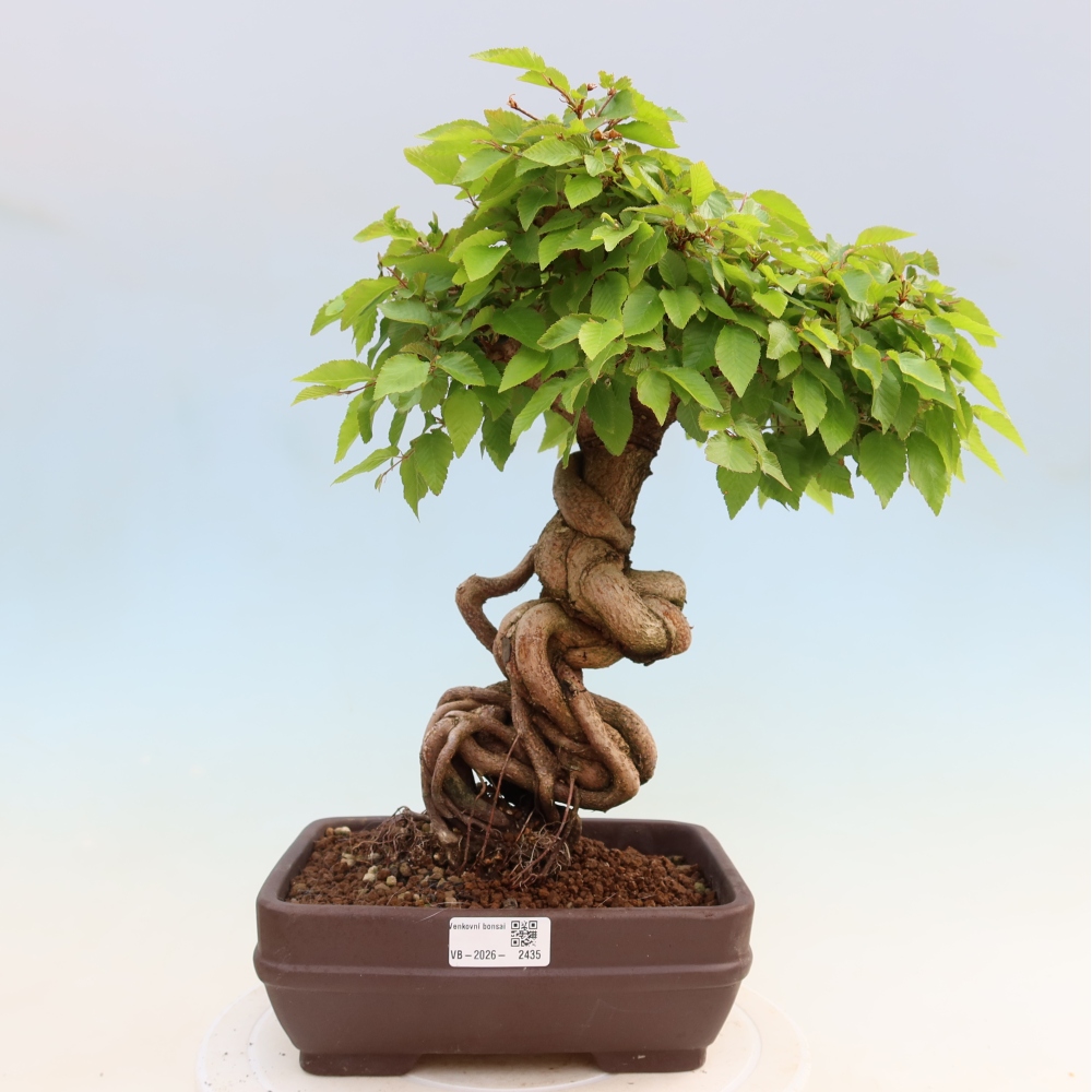 Outdoor bonsai -Carpinus coreana - Korean Hornbeam