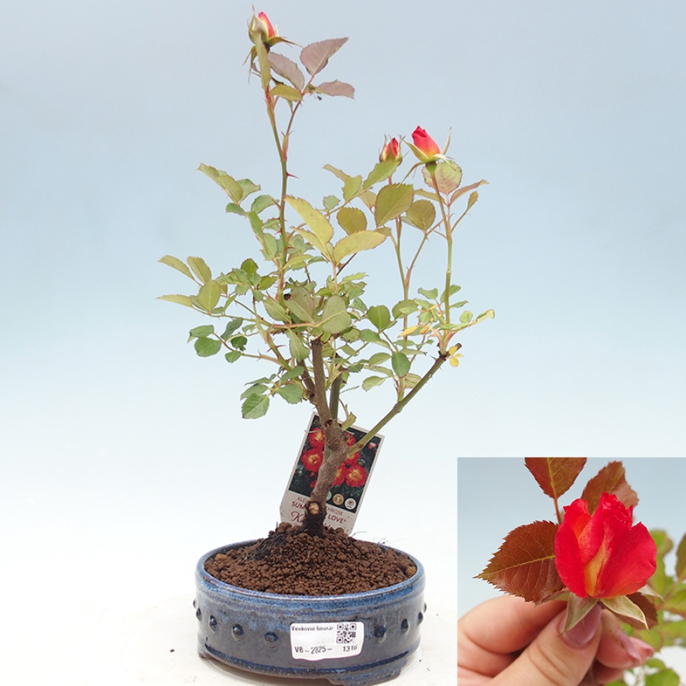Outdoor bonsai - Rosa Kordes -  rose