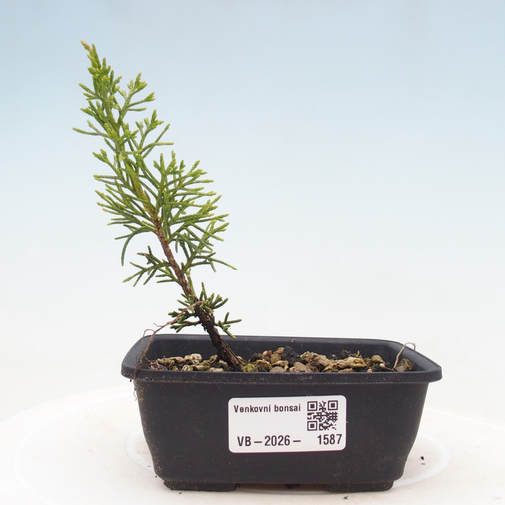 Outdoor bonsai - Juniperus chinensis Itoigawa